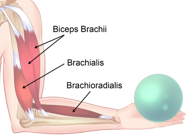 brachialis and brachioradialis