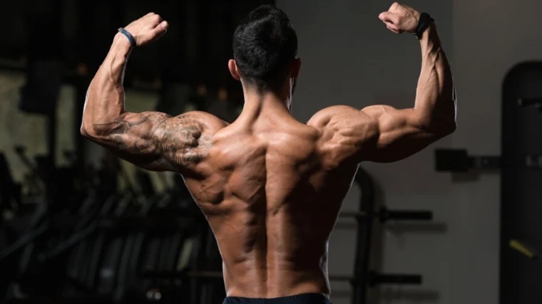 upper back muscles